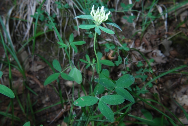 Leguminosa - Trifolium ochroleucum